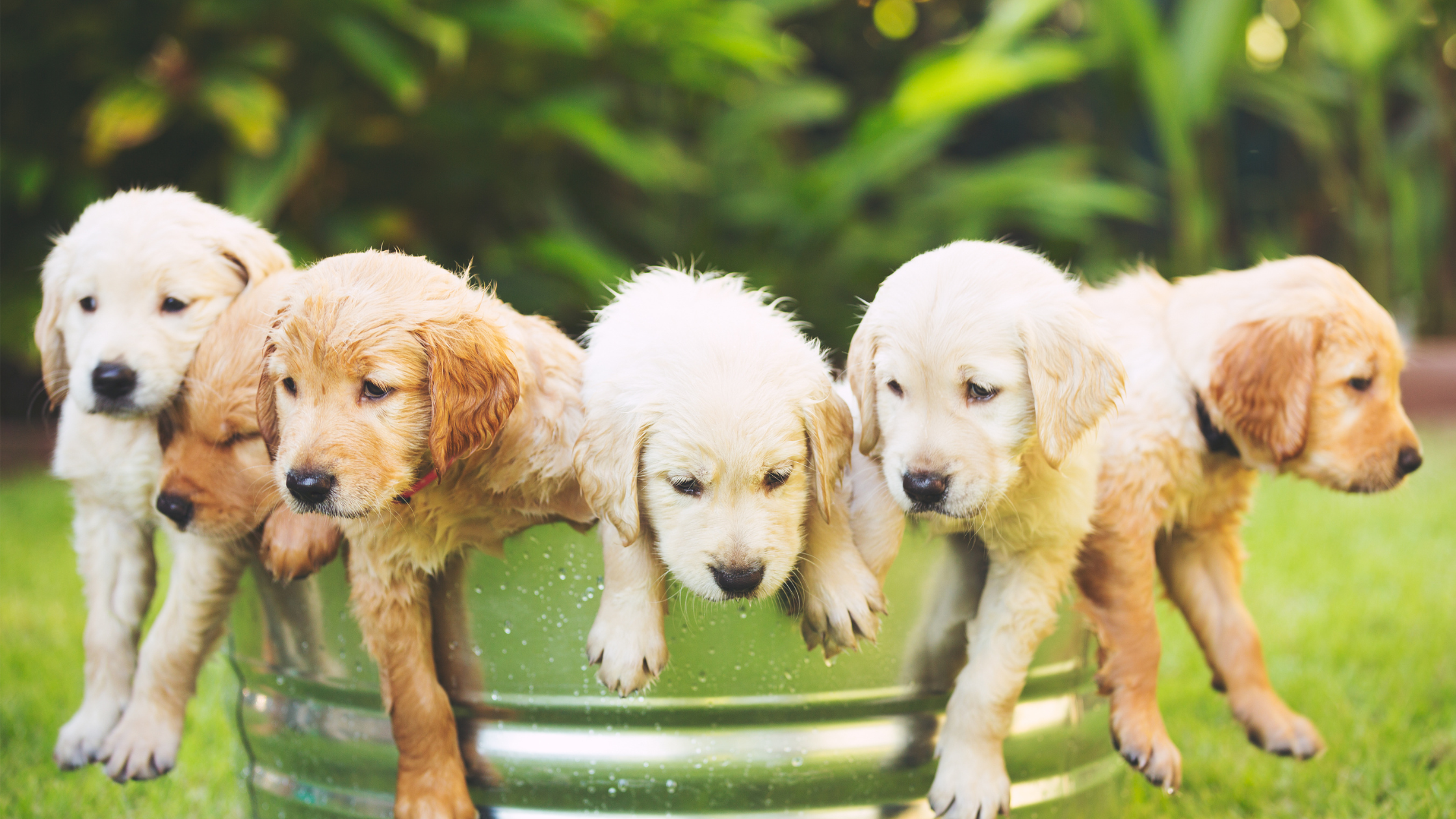 Pets Natural Grooming Products